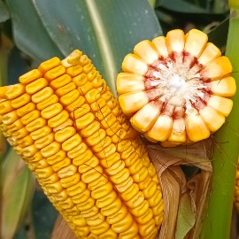 Milho Grão e Silagem